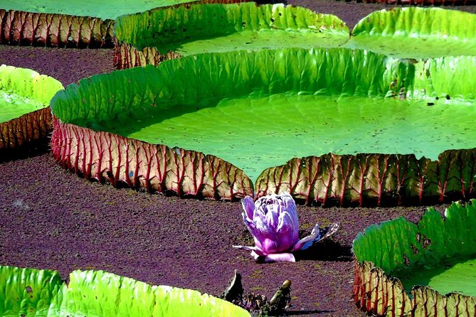 5º dia - Prepare-se para um dia inesquecível no Jari !